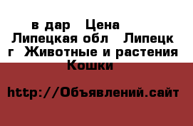 в дар › Цена ­ 10 - Липецкая обл., Липецк г. Животные и растения » Кошки   